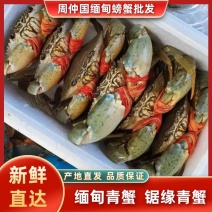 [牛]缅甸螃蟹膏蟹批发，锯缘青蟹欢迎大家咨询购买，味道鲜美