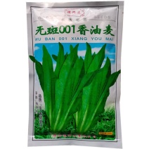无斑001香油麦菜种子早熟耐热香脆爽口抗病基地种
