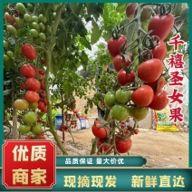 山东千禧圣女果，量大从优，全国发货，量大支持各种渠道