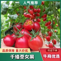 千禧圣女果、靓贝、贝多芬小番茄电商，团购，批发市场