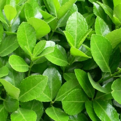 浙江大叶黄杨苗价格行情走势 - 一亩田