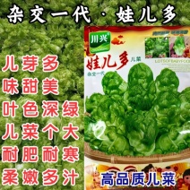 娃儿多儿菜种子早中熟耐寒耐肥儿芽多味甜美
