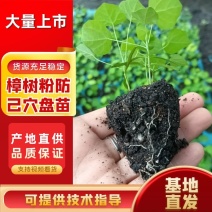【热卖】江西樟树粉防己穴盘苗，裸根苗大量上市基地发往全国