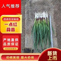 东北吉林一点红蒜苗产地直发红根蒜苗，一手货源代发全国