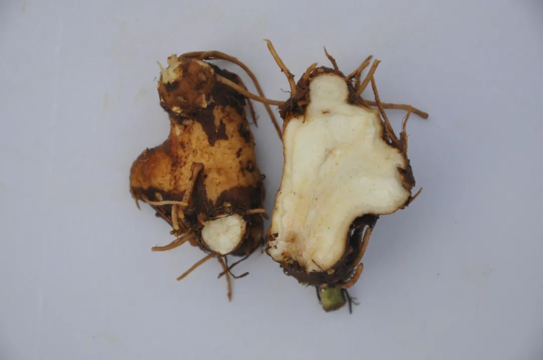 白术根茎横切面石蜡切片HE染色显微摄影,标注各组织层名称及典型结构,比例尺500 μm,实验室标准成像条件 白术横切面显微结构图:10×物镜下清晰显示木栓层(3–5列扁平细胞)、皮层(含大量大型油室与菊糖结晶)、维管束环状排列、髓部小;油室呈圆形或椭圆形,直径约60–120 μm,内含淡黄色油滴