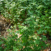 野菊花