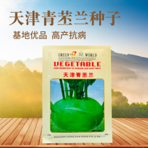 春秋青苤蓝种子水果苤蓝种籽盆载庭院易种四季蔬菜籽