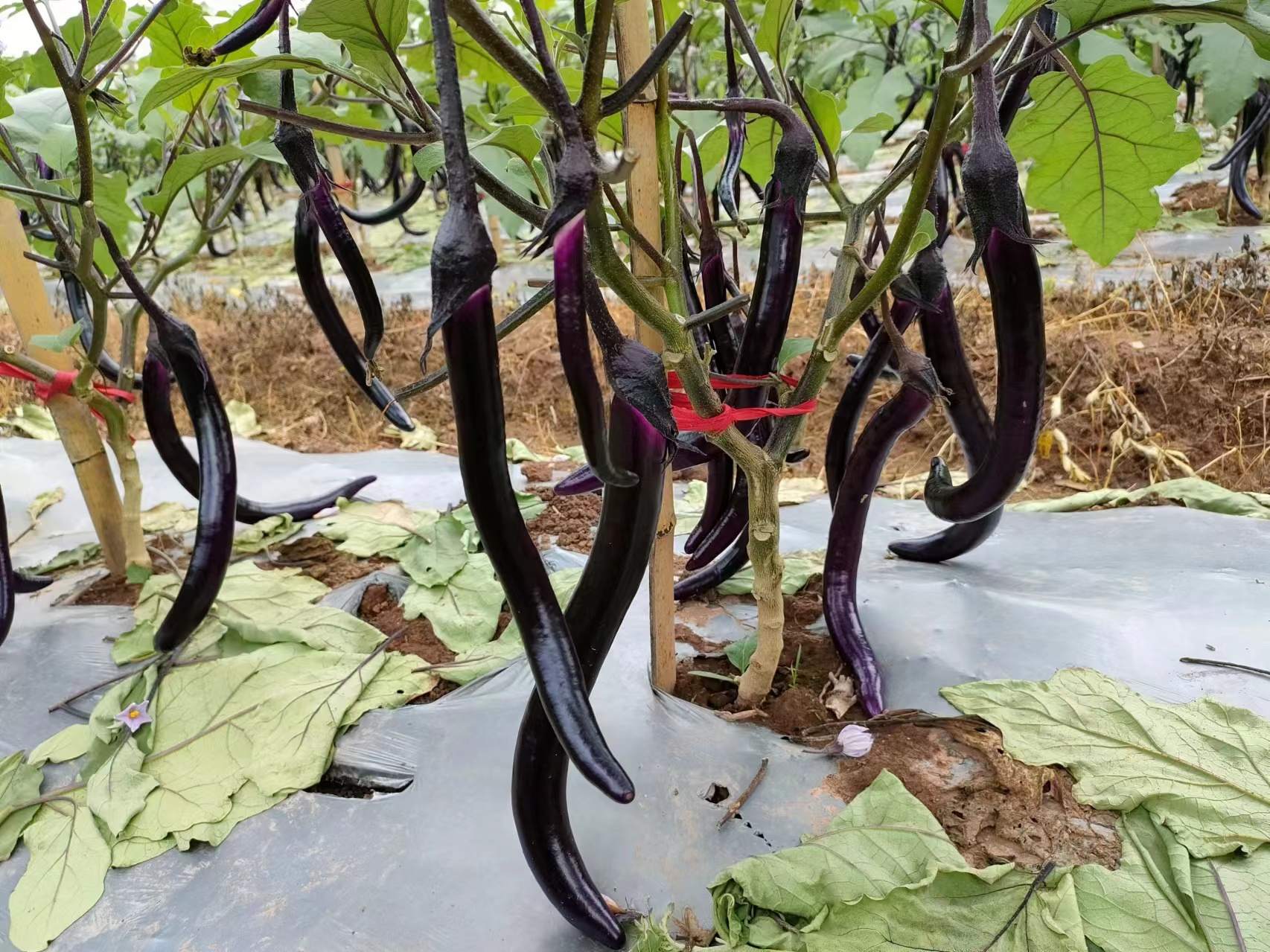 线茄植株与果实特写