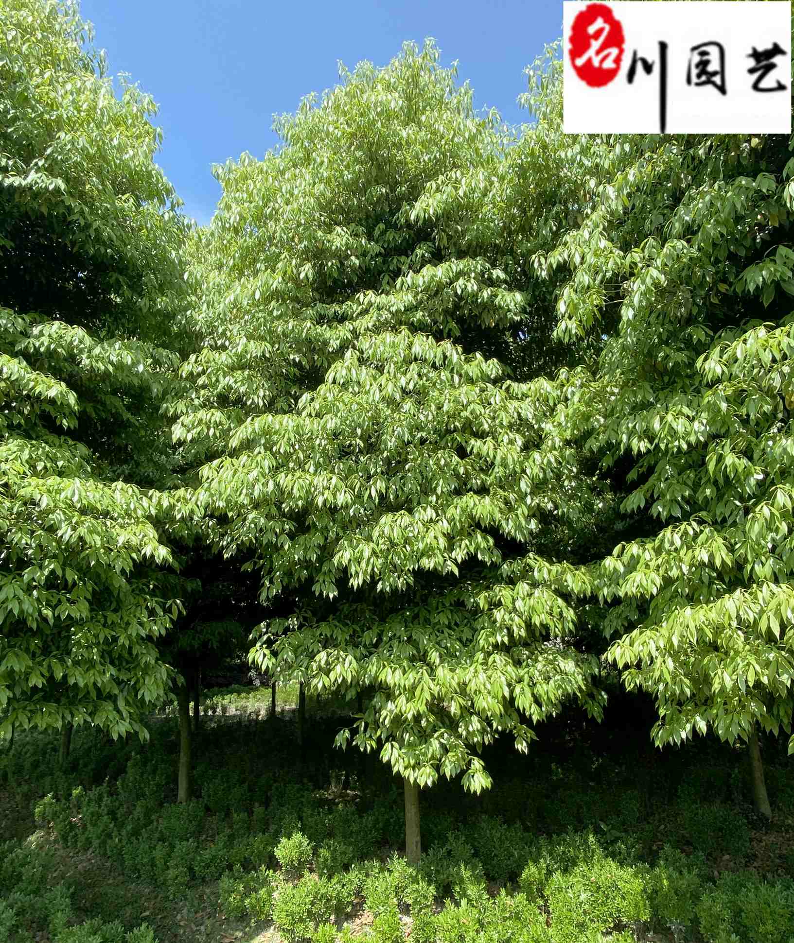 [楠木批发]四川成都郫都区楠木 180.00元/个四川桢楠8-1 _ 一亩田