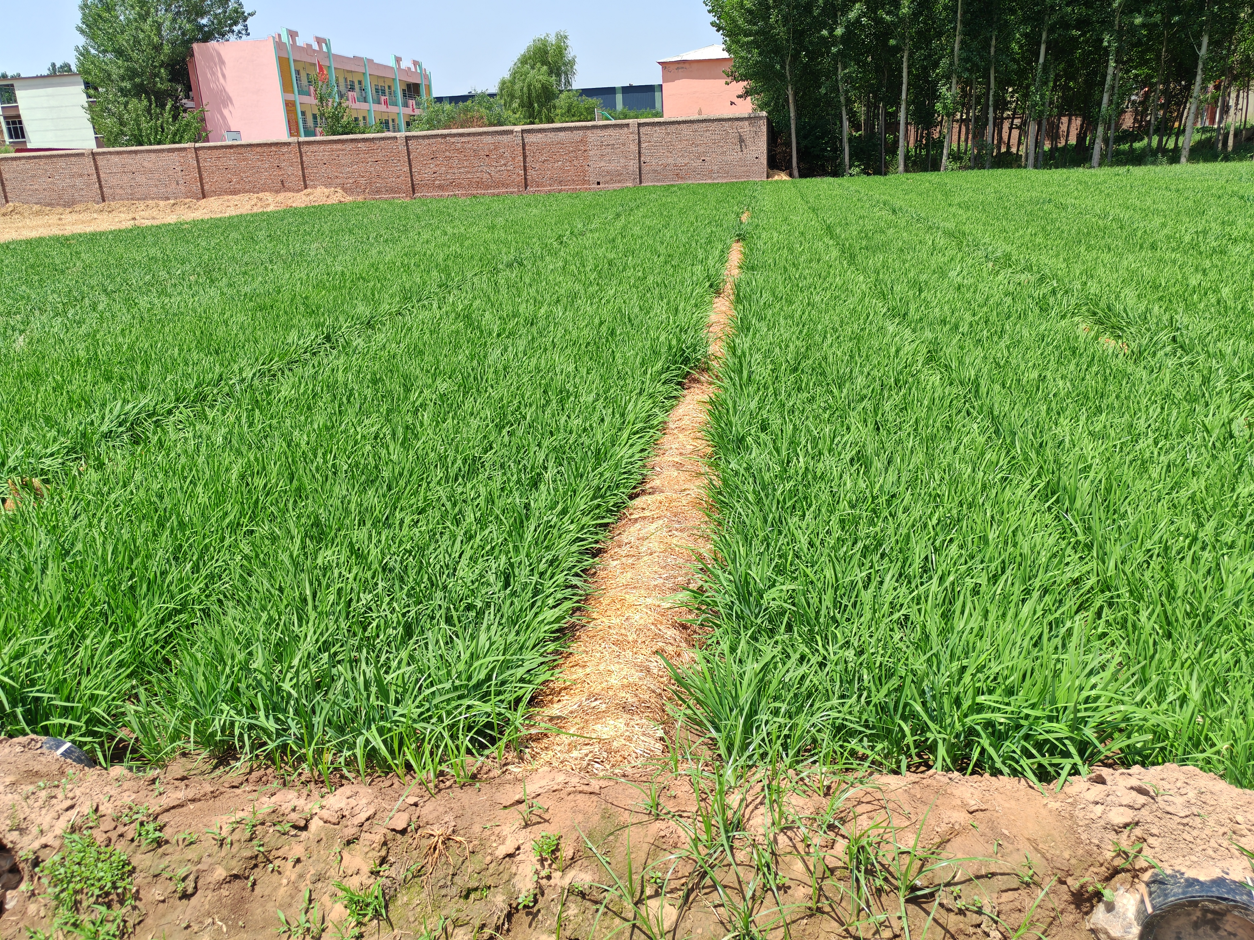 不同地区韭菜种植分布图