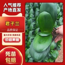 君子兰福建龙岩种植批发基地欢迎新老客户来实地考察