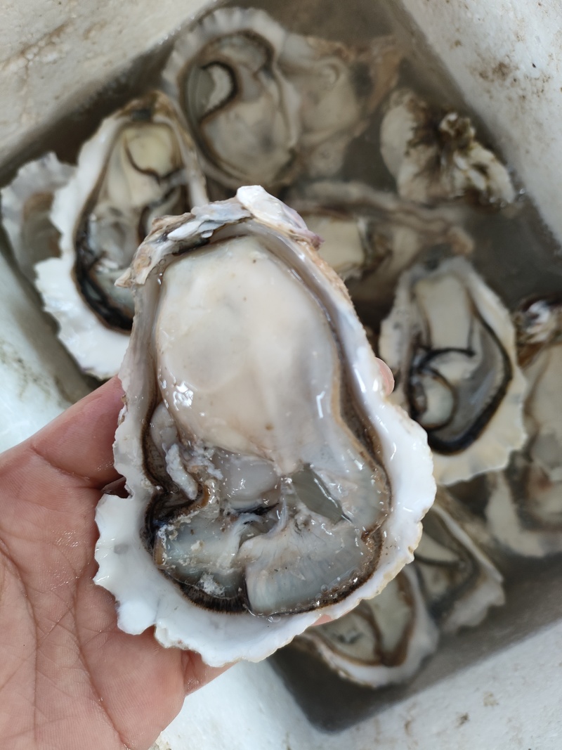 福建生蚝一手货源批发新鲜发货适合各种门店有量有价