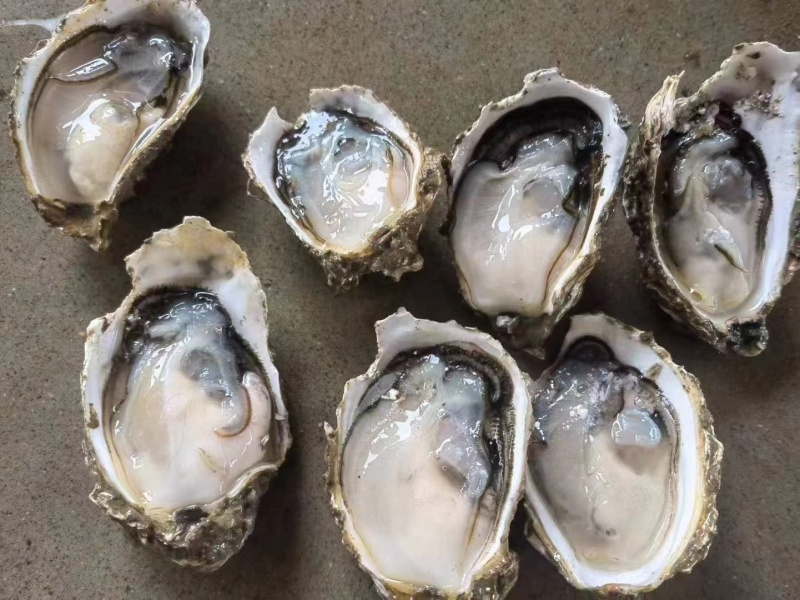 福建生蚝一手货源批发新鲜发货适合各种门店有量有价
