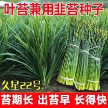 久星22号四季韭苔种子苔叶兼用韭菜苔韭耐热耐寒