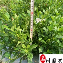 四季栀子苗圃基地直销花期长现挖现卖苗圃基地直销