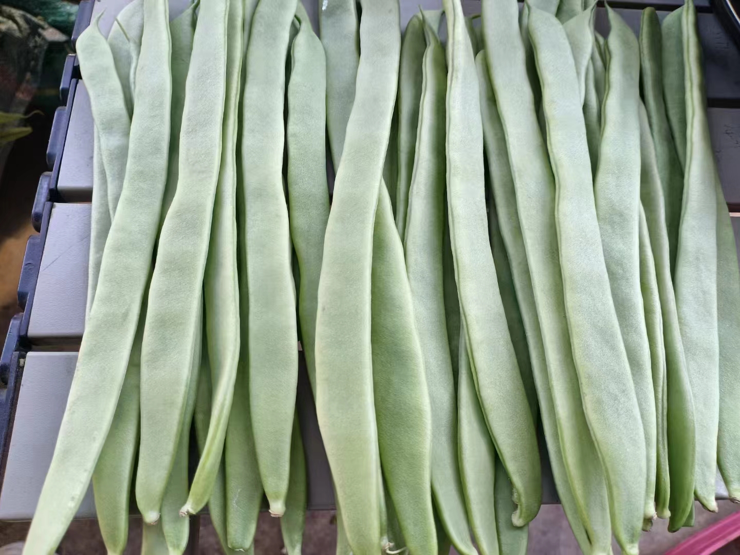 高清特写:正宗焖面专用绿扁豆(油豆角)——宽厚、光滑、蜡质明显、豆粒微凸未鼓,体现最佳采收嫩度 绿扁豆实物特写:新鲜翠绿宽厚豆荚整齐平铺于竹编菜筐中,豆荚表面覆薄层天然蜡粉,阳光下泛柔光,可见清晰饱满豆粒轮廓