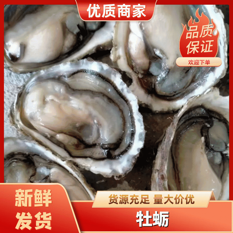 福建生蚝一手货源批发新鲜发货适合各种门店有量有价