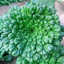 正规货源乌塌菜长期有货量大优惠