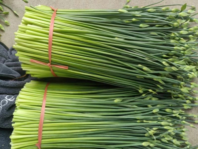 [韮苔批发]甘肃天水甘谷县韮苔 1.50元/斤甘肃韭苔 大量上市 _ 一亩田