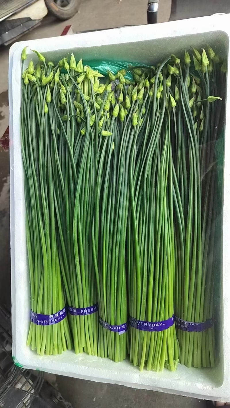 [韮苔批发]甘肃天水甘谷县韮苔 1.50元/斤甘肃韭苔 大量上市 _ 一亩田