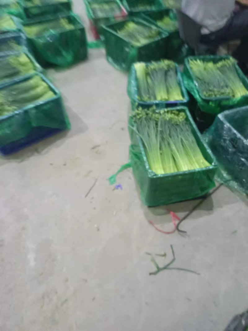 甘肃韭苔大量上市产地直发可视频看货