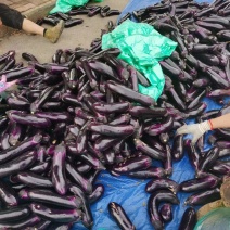 茄子烧烤茄品质好产地直发货源充足量大从优