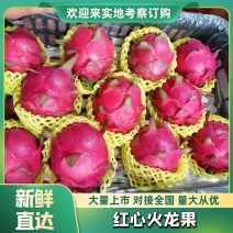 广西精品火龙果大量供应中，货源充足。红皮绿叶含糖量高。