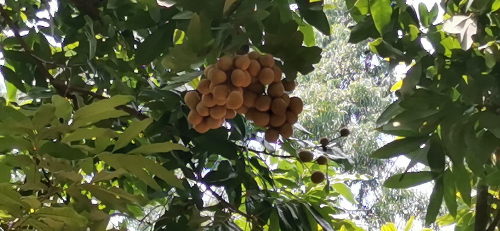 显示石硖龙眼树的羽状复叶、黄褐色果壳和乳白果肉 石硖龙眼树的典型叶片与果实特征