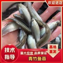 青竹鱼苗，长期供货，可以视频看货场地直销线上保障交易