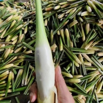 【浙大一号茭白】净菜上车水洗无泥无黑点鲜嫩承接餐饮食堂小吃店