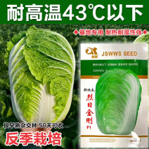 夏季耐热白菜种子烈日金刚反季节蔬菜基地品种