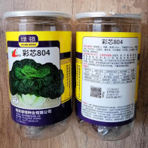 彩芯804乌塌菜种子株型矮小束腰外叶墨绿心叶微黄