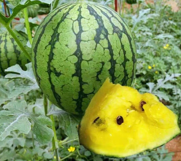 一个完整的特小凤黄瓤西瓜被横向切开,露出鲜艳的金黄色果肉,汁水丰富,纹理细腻,中心部位颜色略深,边缘渐变为淡黄色,瓜皮为浅绿色带有不规则墨绿色条纹,背景为自然田园环境或厨房台面 特小凤黄瓤西瓜切面图