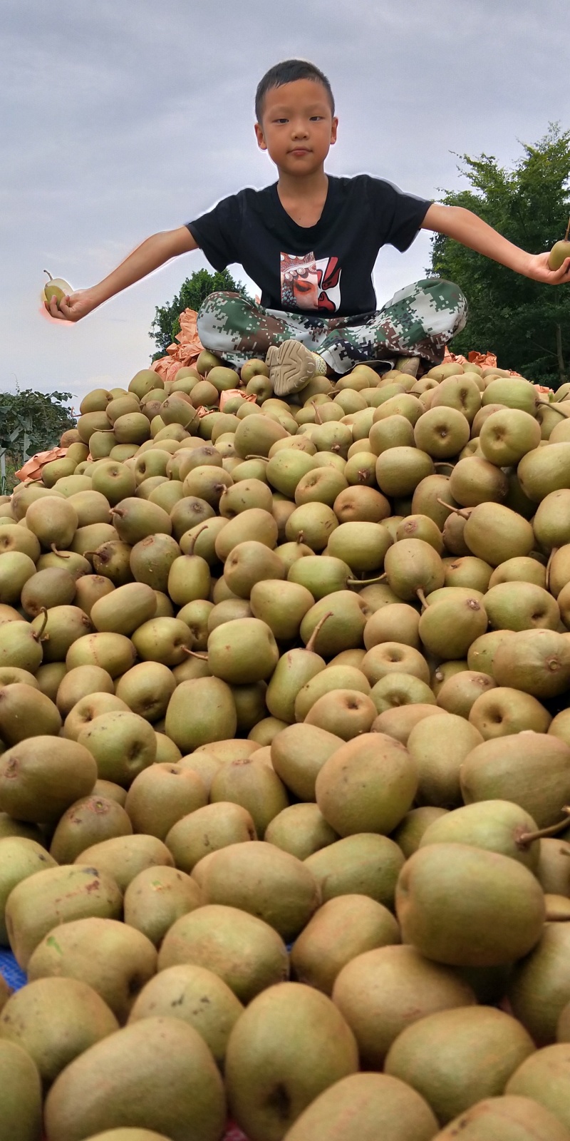 四川蒲江红心猕猴桃新鲜应季水果一件批发