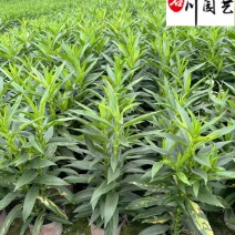 假龙头花盆栽批发花境花坛地被景观观赏花卉量大优惠