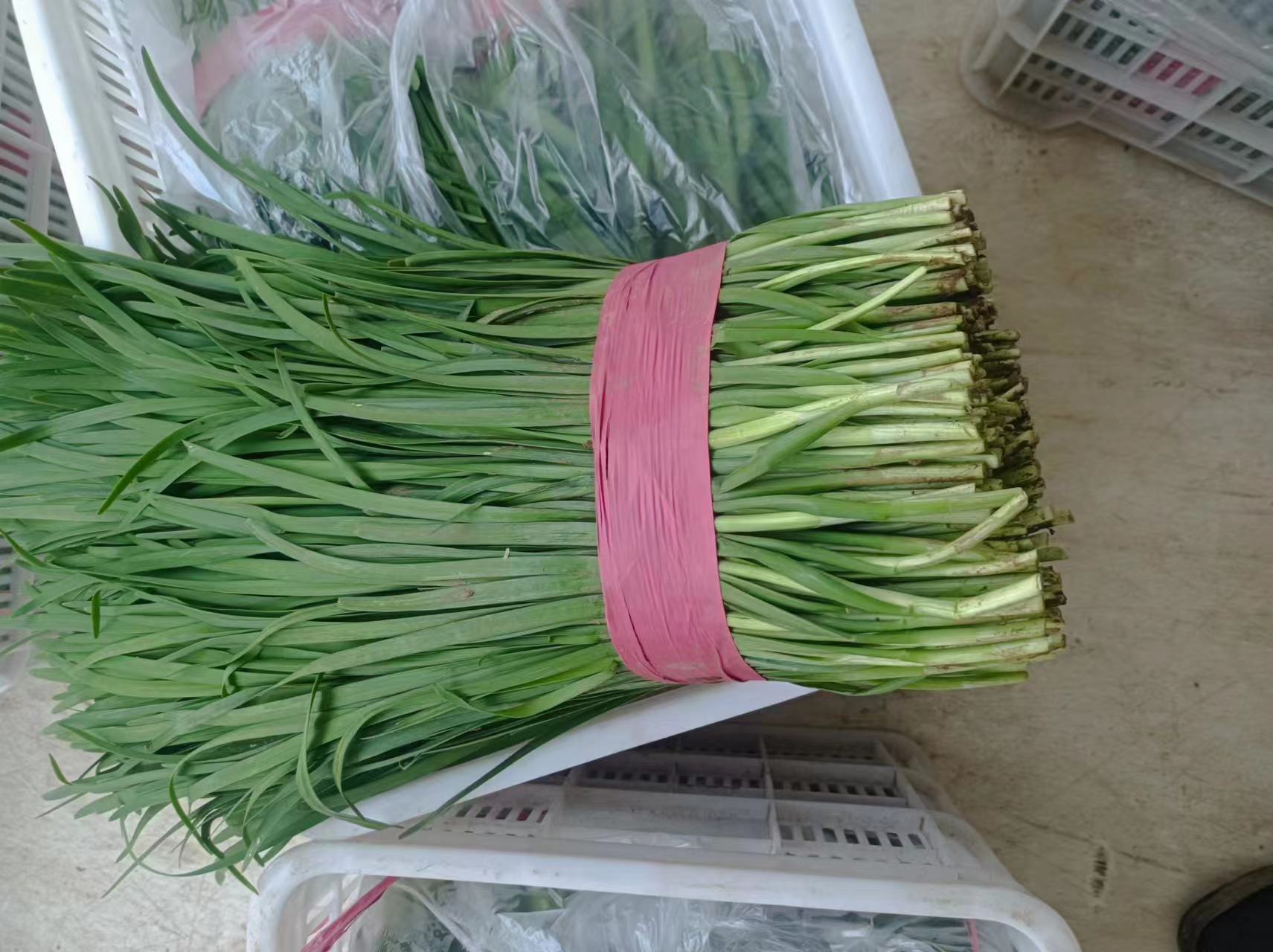 大叶韭菜头市场销售场景