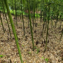 四川产地细叶邬头雷竹种苗、出笋早，口感脆