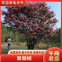 四川紫薇树，川红紫薇，老紫薇，大红紫薇百日红，紫薇树批发