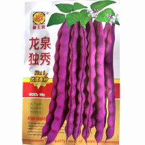 龙泉独秀紫红芸豆种子九粒红芸豆角秋紫豆架芸豆角