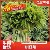 树仔菜，精品树仔菜，广西野菜品质保证量大从优欢迎咨询