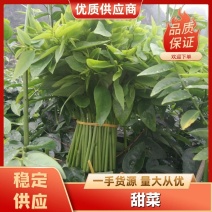 树仔菜，精品树仔菜，广西野菜品质保证量大从优欢迎咨询