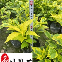金叶假连翘工程绿化苗四川成都基地直供花坛花境绿化带