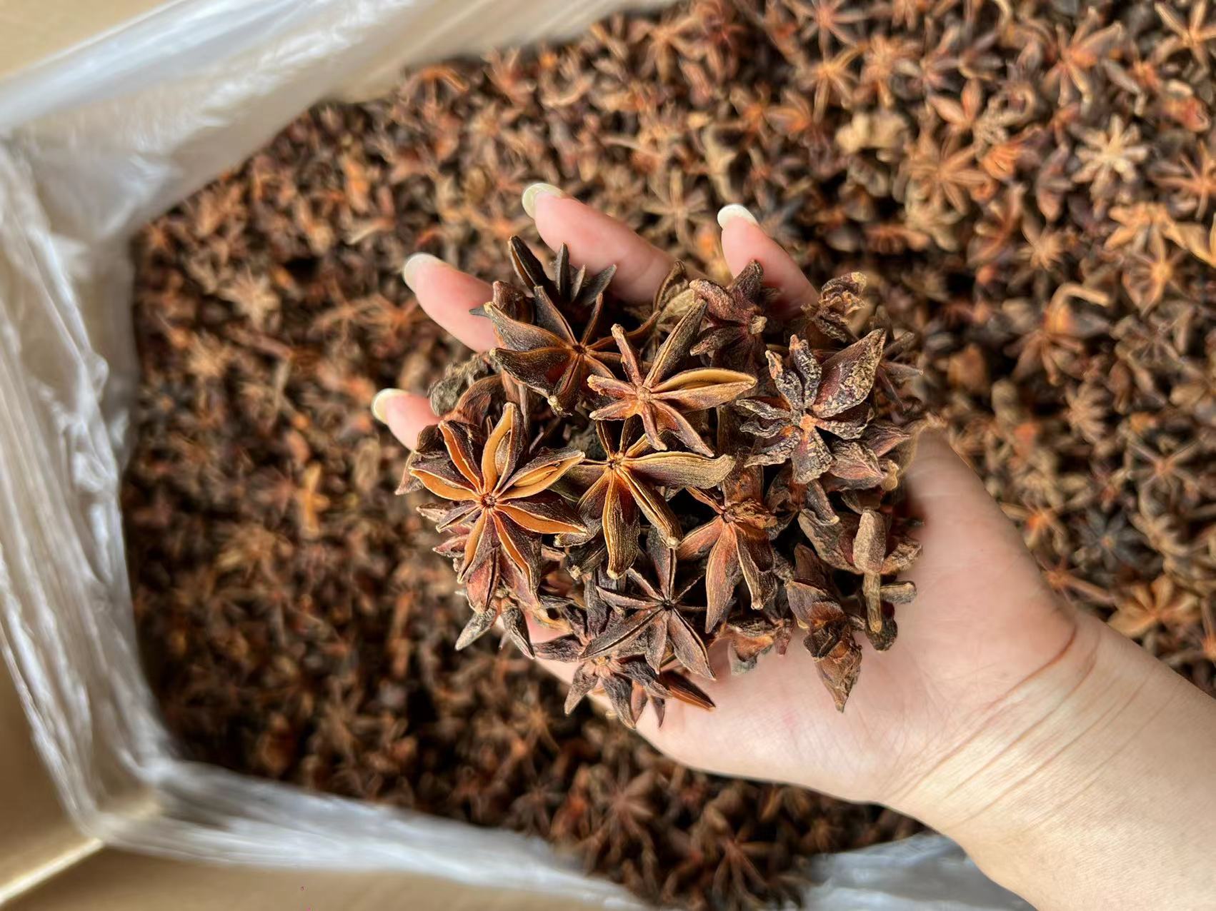 八角与桂皮、花椒、干辣椒等常见香料一同摆放的特写图,用于展示中式调味组合 八角与其他香料搭配图