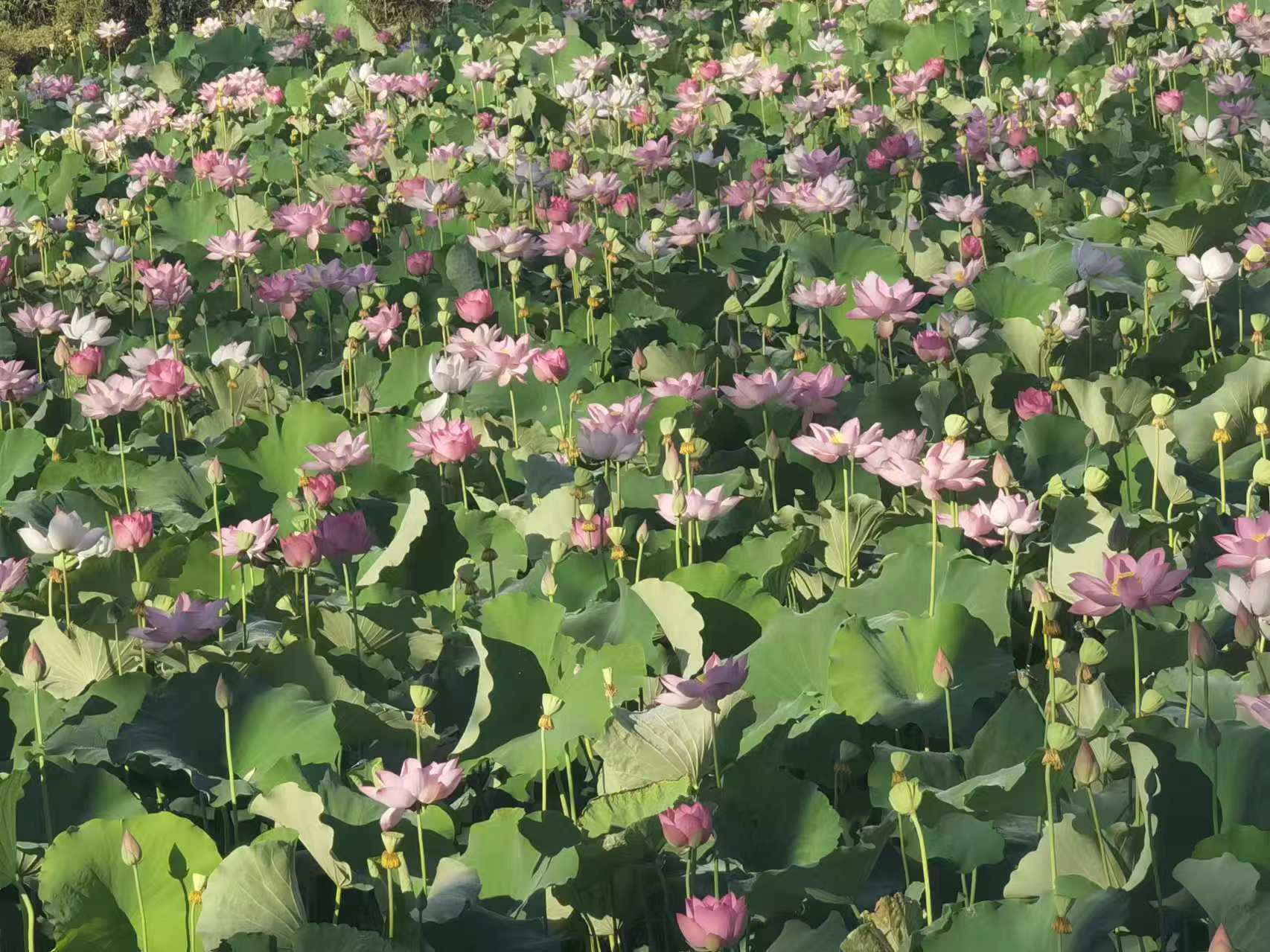 白莲子的花盛开在碧绿的荷塘中