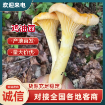 大山深处的美味鸡油菌品质保证，量大从优，欢迎咨询