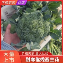 【热销】宁夏西兰花基地直发货源充足可视频看货欢迎来电咨询