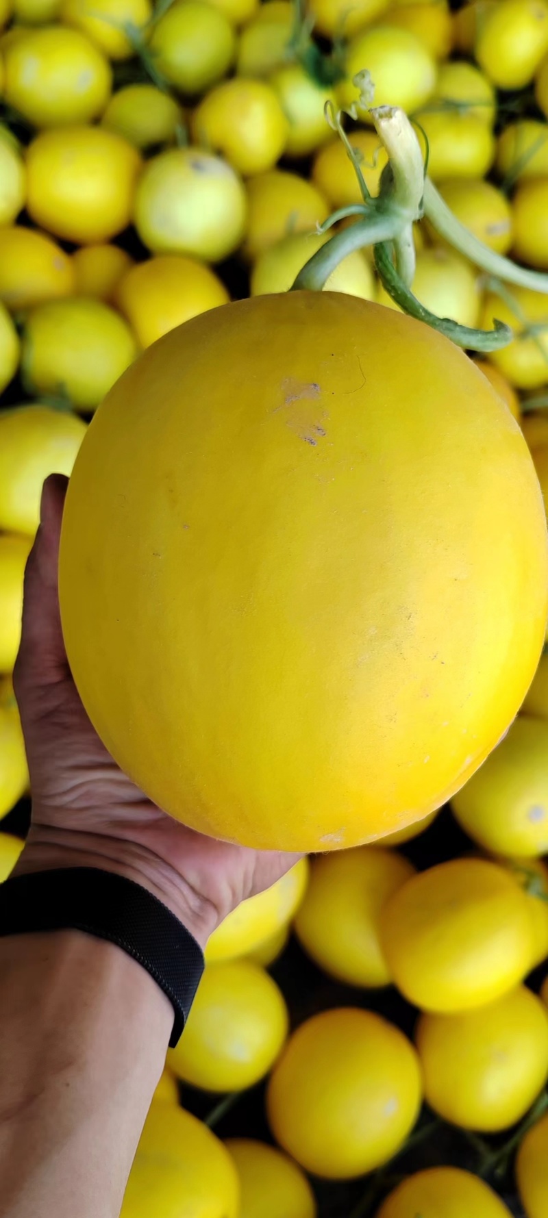 甘肃民勤金红宝蜜瓜,产地一手货,货源保障,量大可优惠