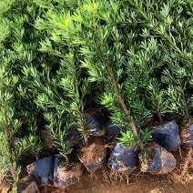 菊花心公树罗汉松不结果只开花盆景客厅旺宅卉庭院绿植物盆栽