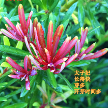 海岛红芽太子妃罗汉松办公室盆景客厅旺宅花卉庭院绿植物盆栽
