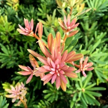 海岛紫红芽紫金松罗汉松紫真趣绿植花卉小盆栽造型树苗景园艺